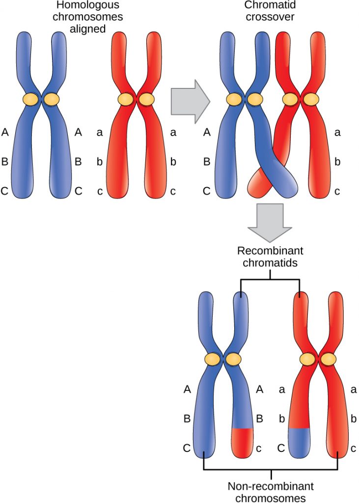 Genetic Diversity: Meiosis & Mutations, figure 3