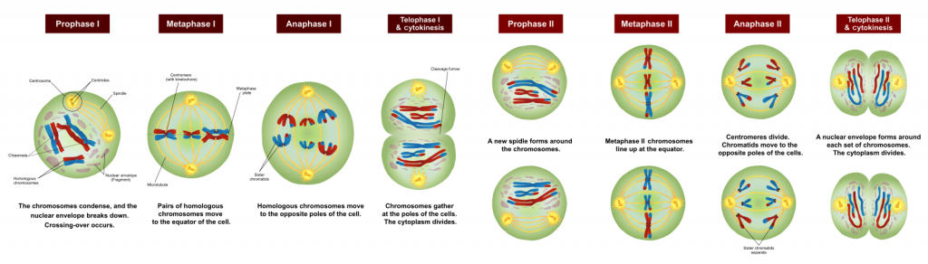Genetic Diversity: Meiosis & Mutations, figure 1