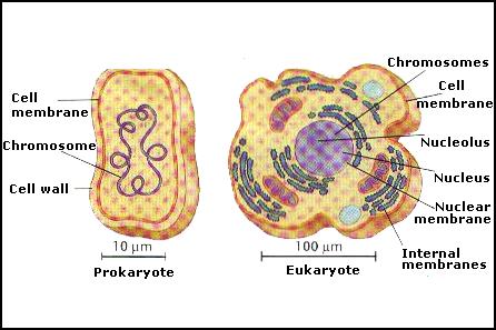 Cells, figure 1