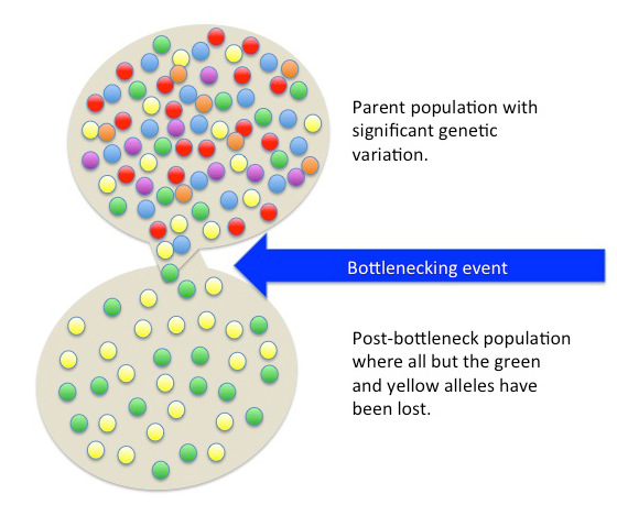 Genetics and Evolution, figure 3