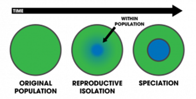 Genetics and Evolution, figure 2