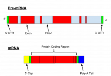 Genetics and Evolution, figure 1