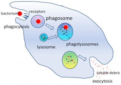 Communicable Diseases, Disease Prevention and the Immune System, figure 2