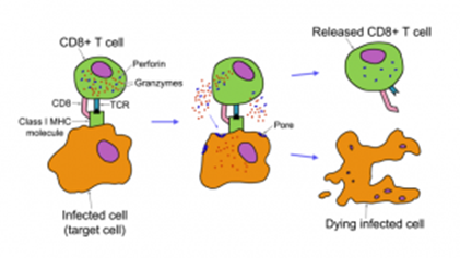 Communicable Diseases, Disease Prevention and the Immune System, figure 1