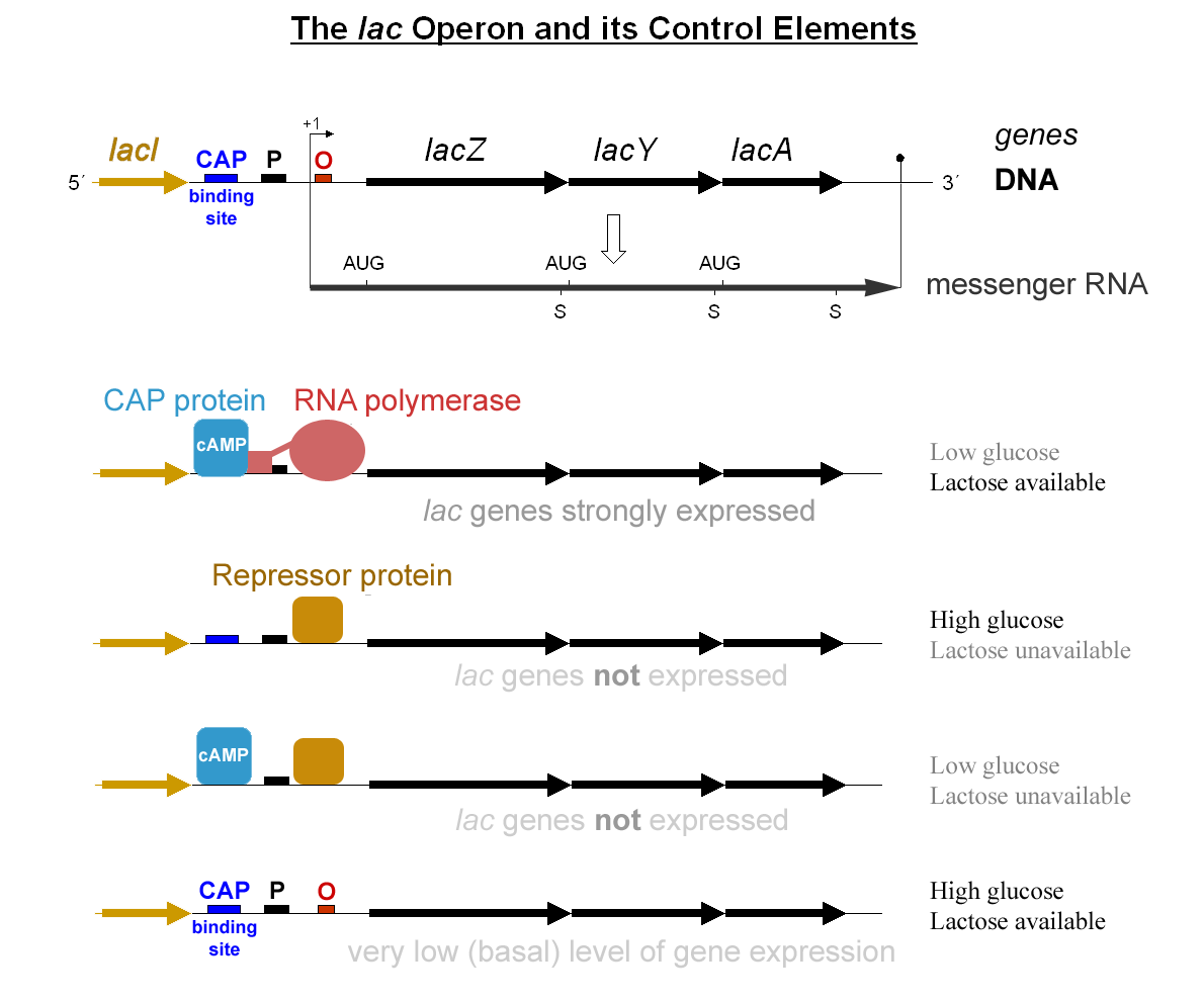 Genetics and Evolution, figure 2