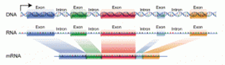 Genetics and Evolution, figure 3