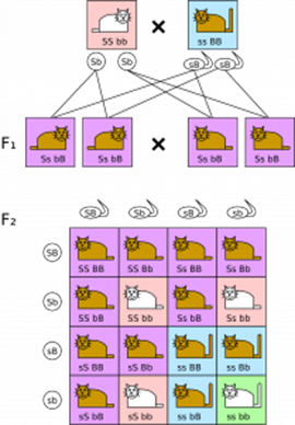 Genetics and Evolution, figure 2