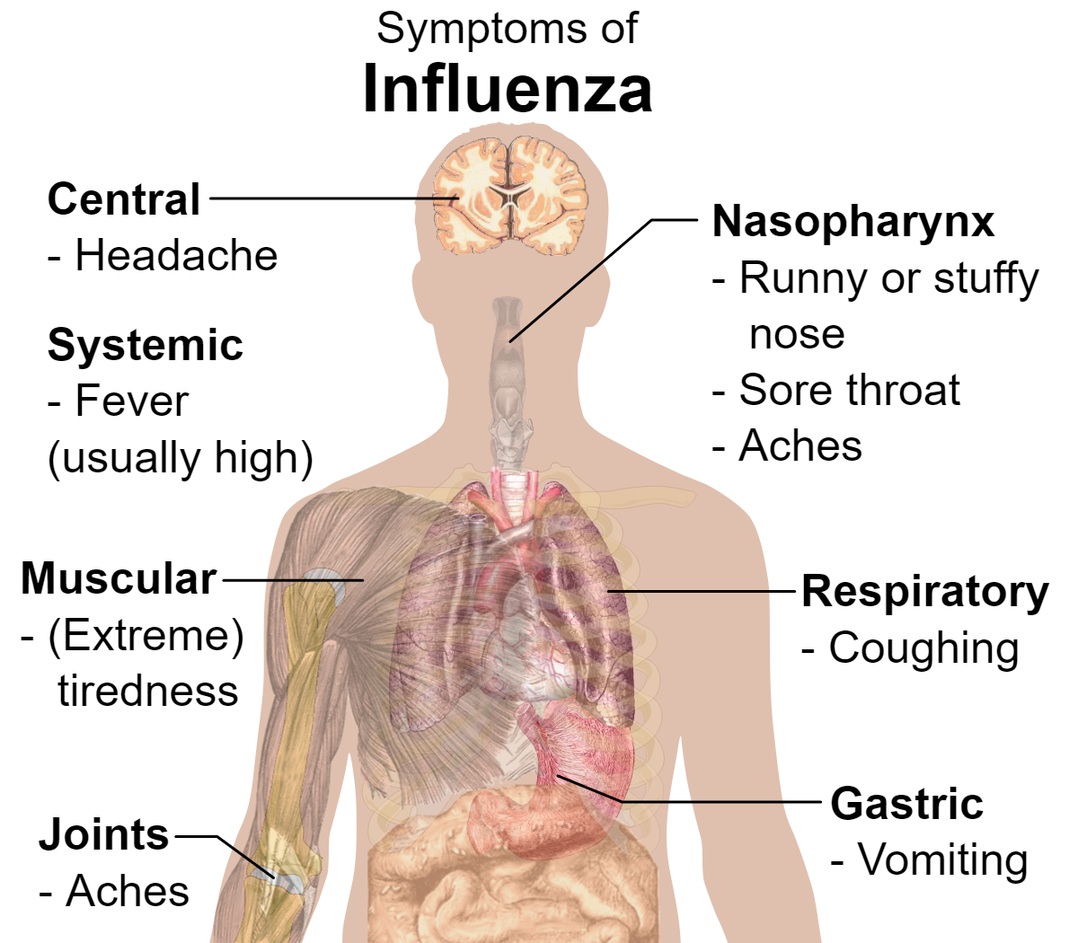 Communicable Diseases, Disease Prevention and the Immune System, figure 5