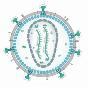 Communicable Diseases, Disease Prevention and the Immune System, figure 4