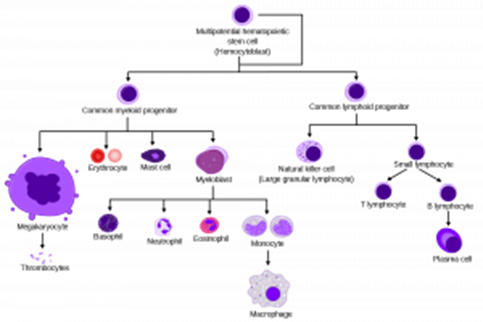 Communicable Diseases, Disease Prevention and the Immune System, figure 1