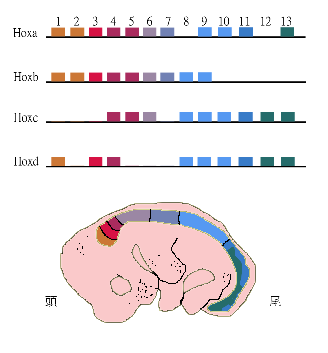 Genetics and Evolution, figure 4