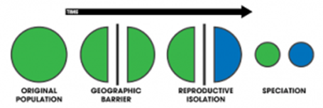 Genetics and Evolution, figure 1
