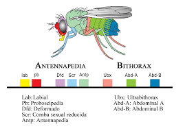 Genetics and Evolution, figure 5